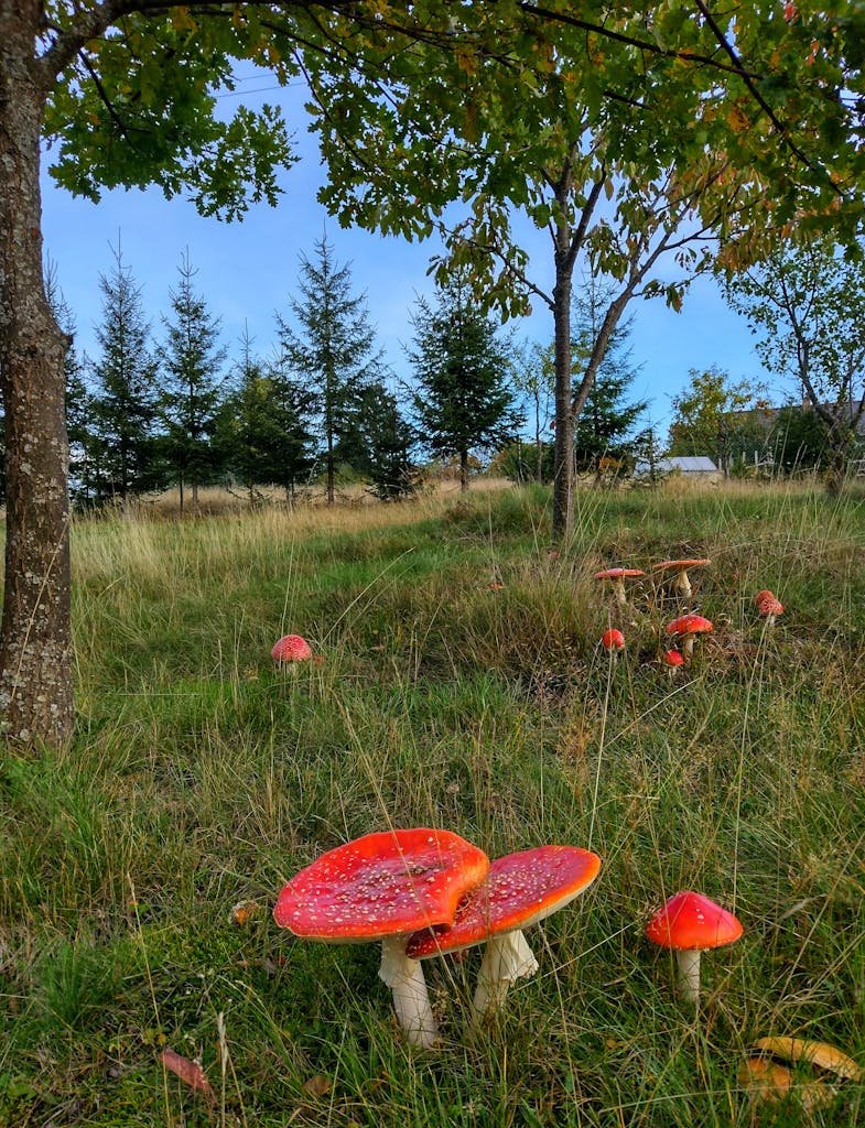 A Growing Fly Agaric Mushroom in the Wild